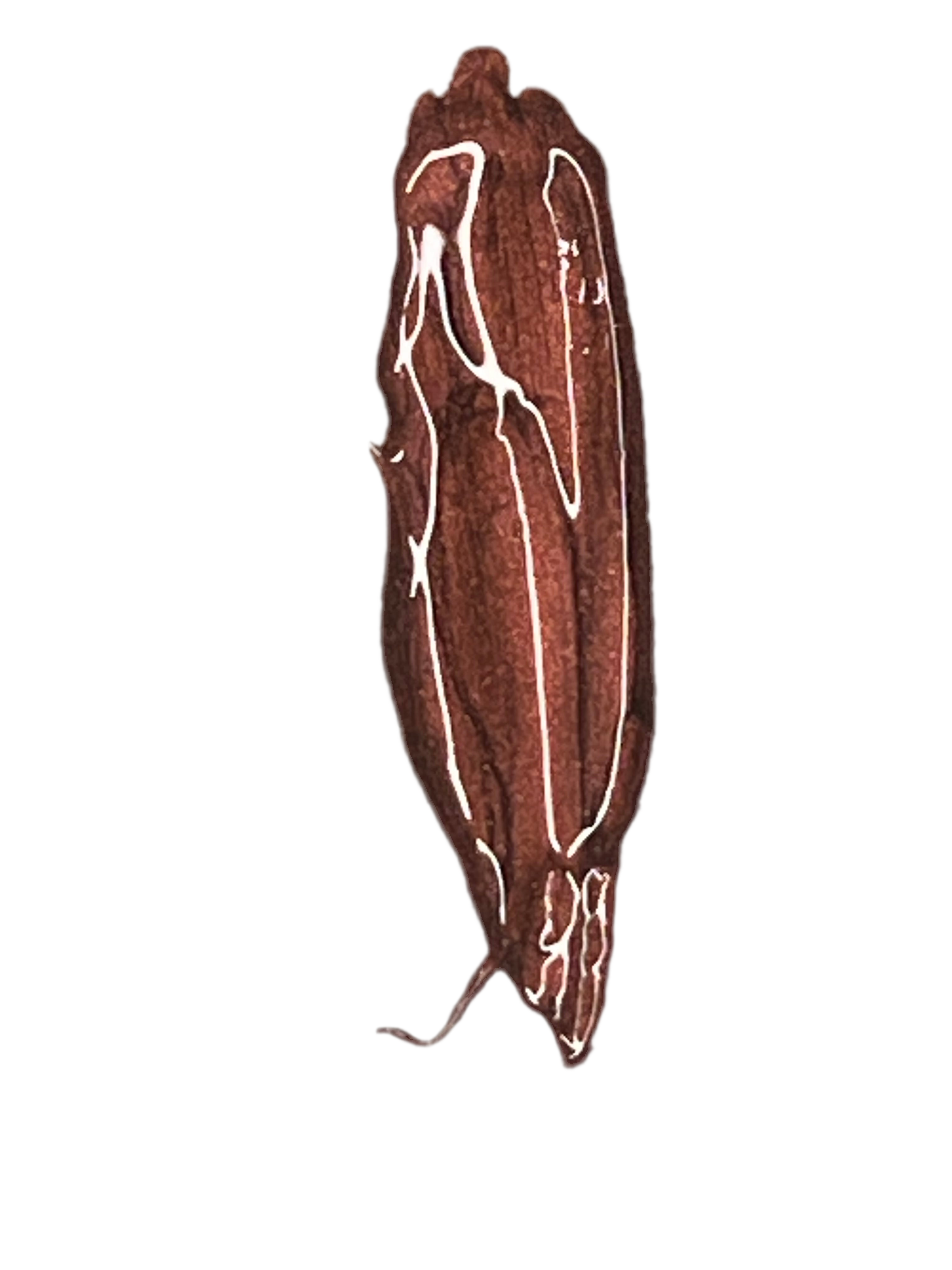 Brownie -  Chocolate brown Metallic Lip Gloss